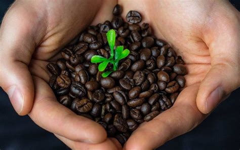 The Economic Impact of Magic Bean Coffee: Empowering Coffee Farmers and Communities